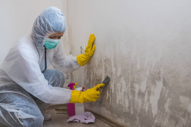  Springfield, MA Mold Removal Pros