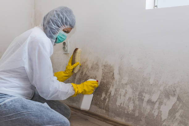 Best White Mold Remediation in Springfield, MA