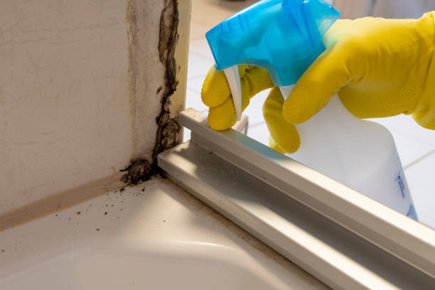 Best Insurance-Related Mold Remediation in Springfield, MA