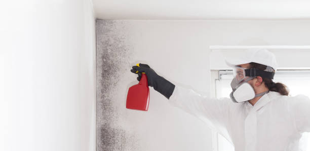 Best Bathroom Mold Remediation in Springfield, MA