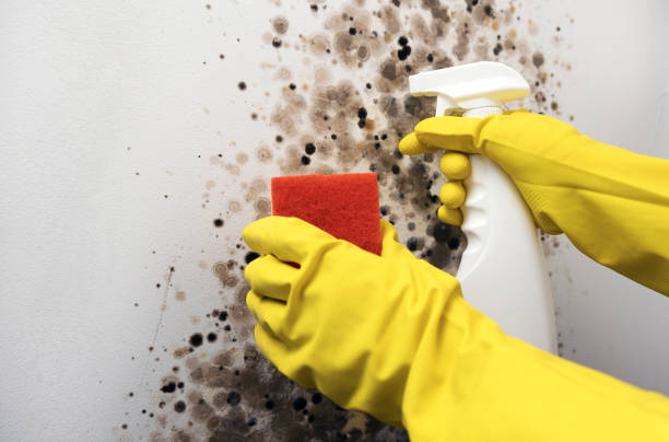 Best Residential Mold Remediation in Springfield, MA