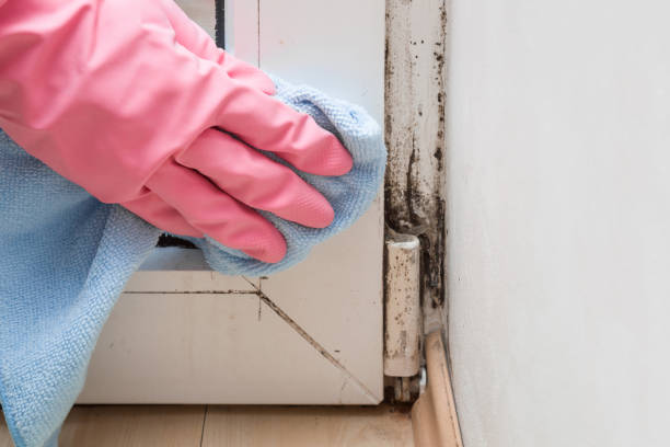 Best Mold Testing and Inspection Services in Springfield, MA